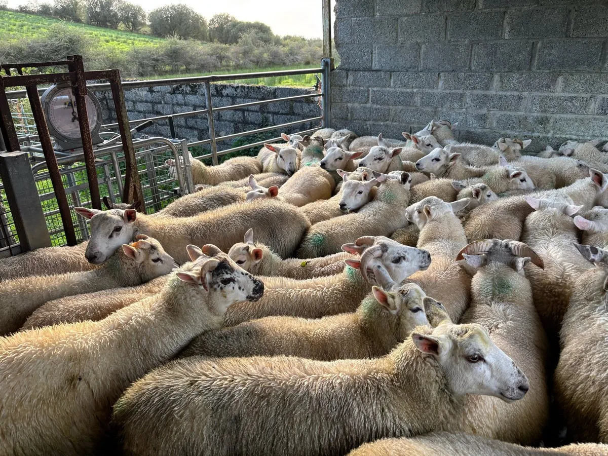 Organic Texel / Texel cross ram lambs - Image 3