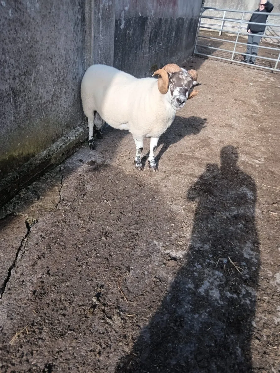 Teaser Ram - Image 2