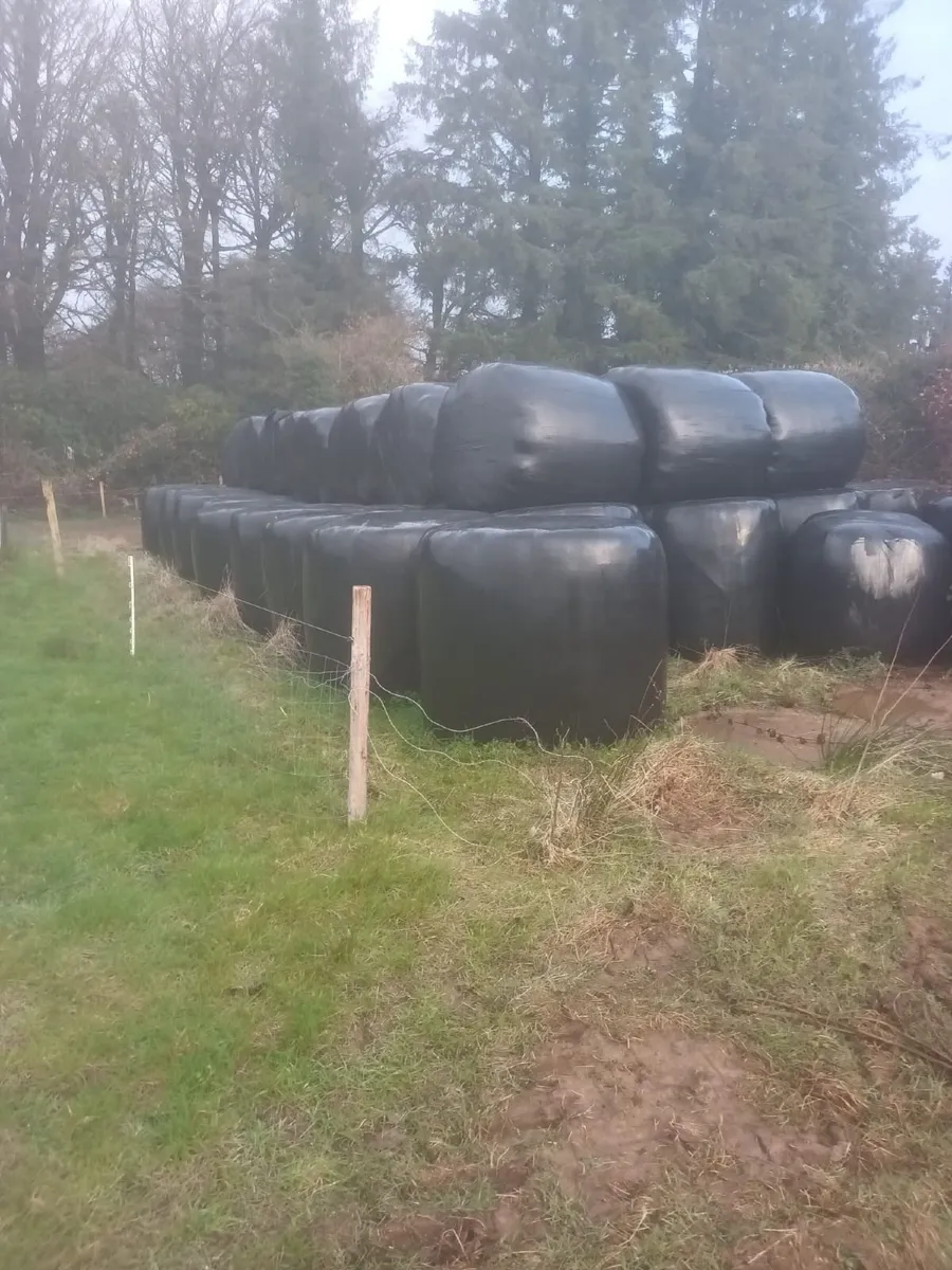 Silage bails - Image 1