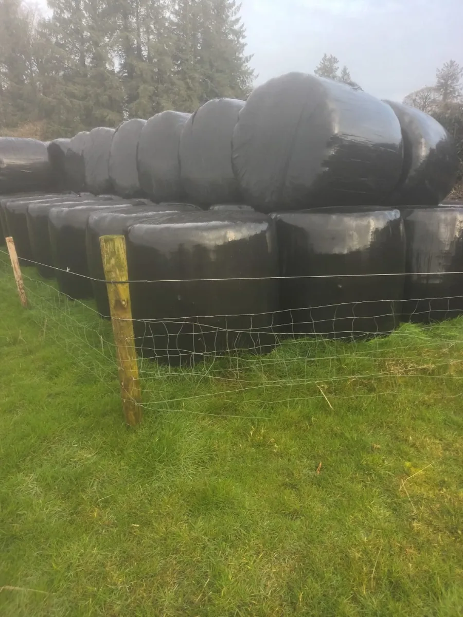 Silage bails - Image 2