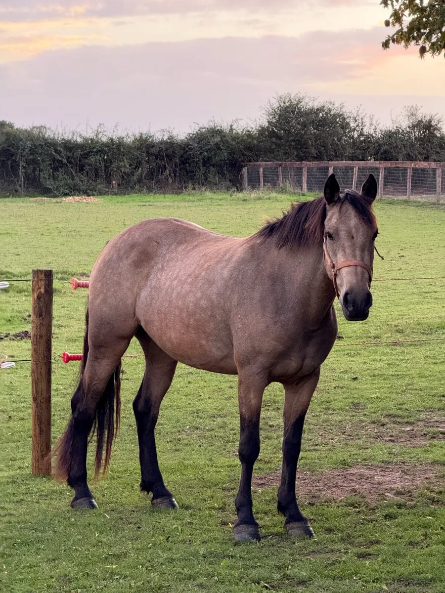 Dun Connemara Filly - Image 4