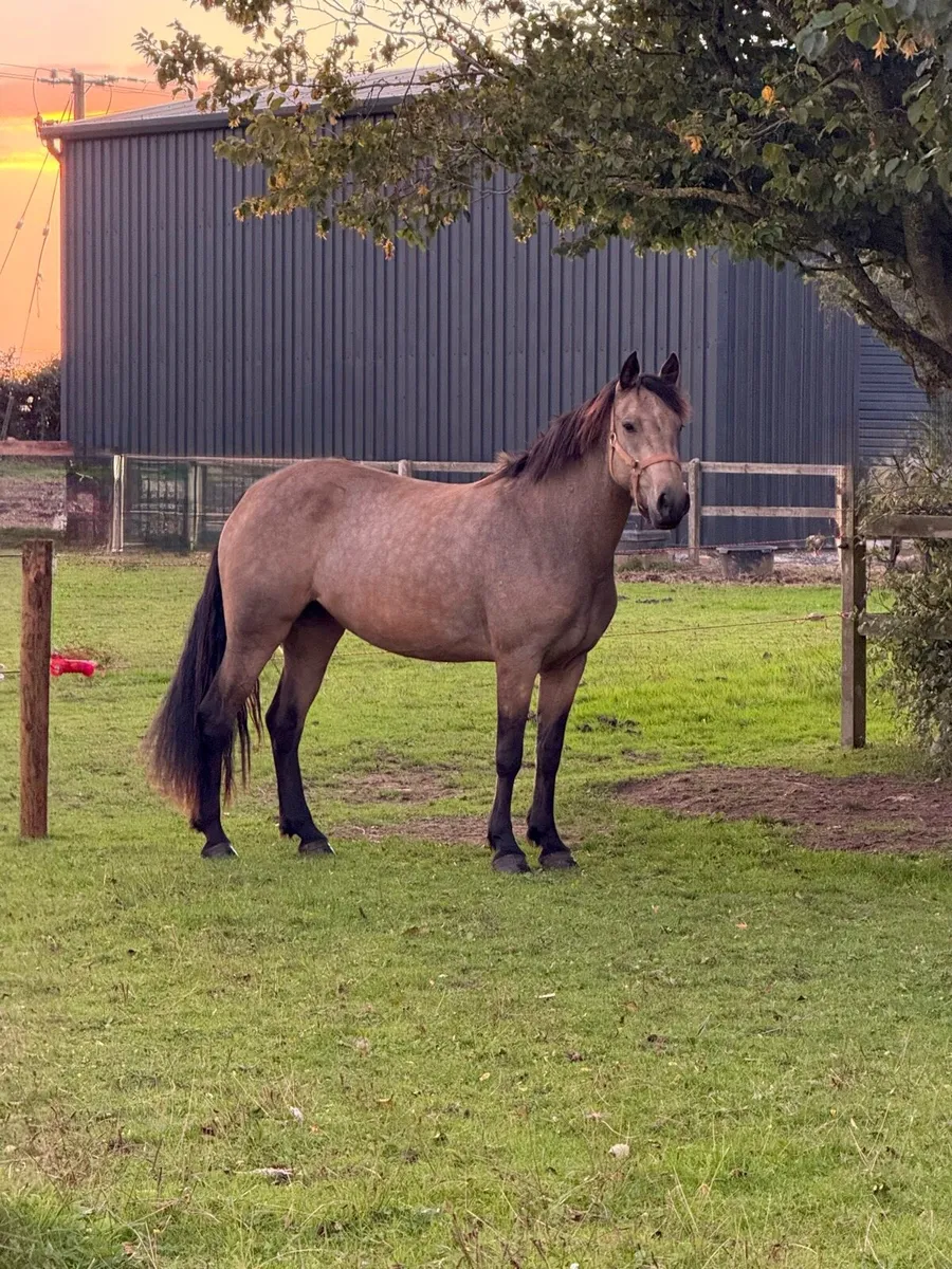 Dun Connemara Filly - Image 1