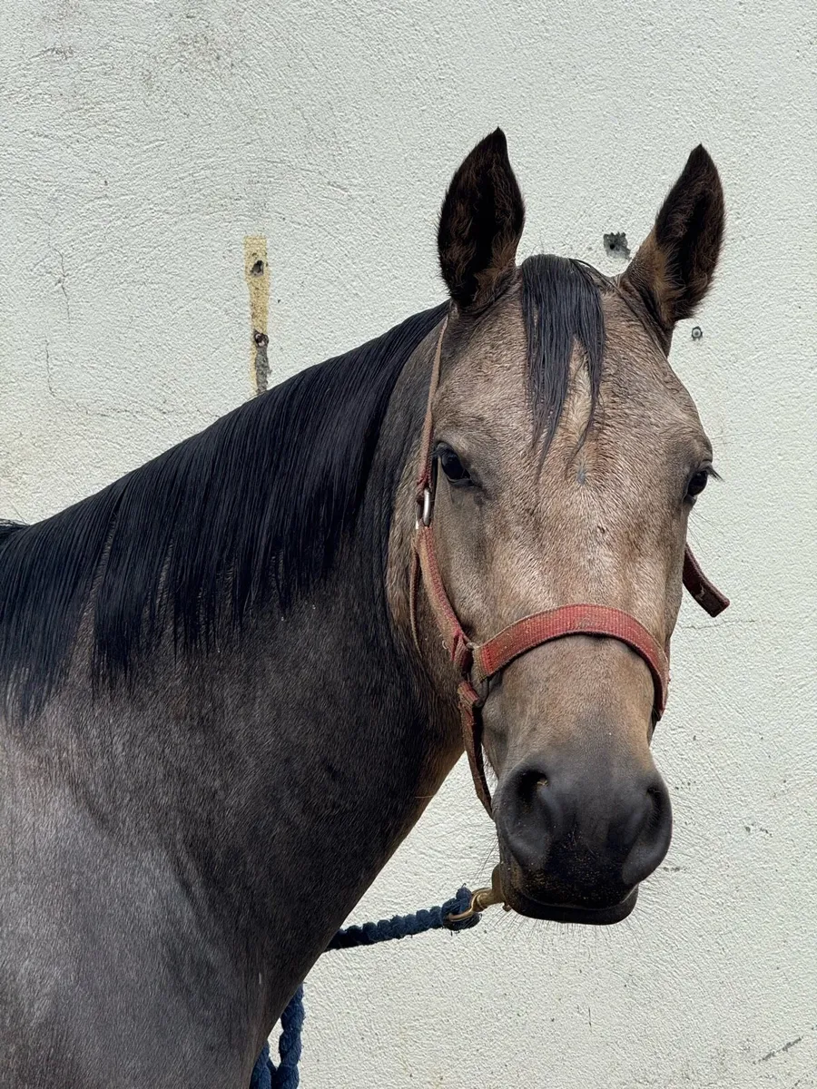 Dun Connemara Filly - Image 2