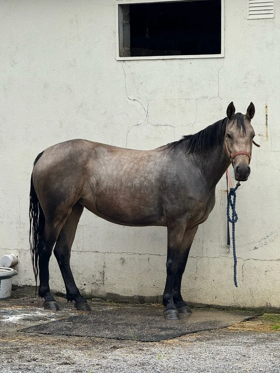 Dun Connemara Filly - Image 3