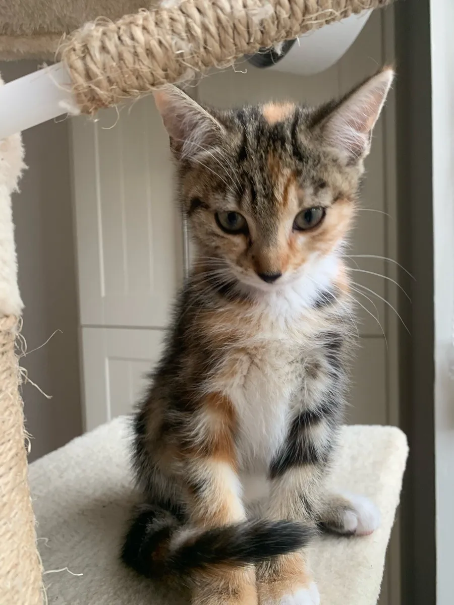 Kittens - Image 3