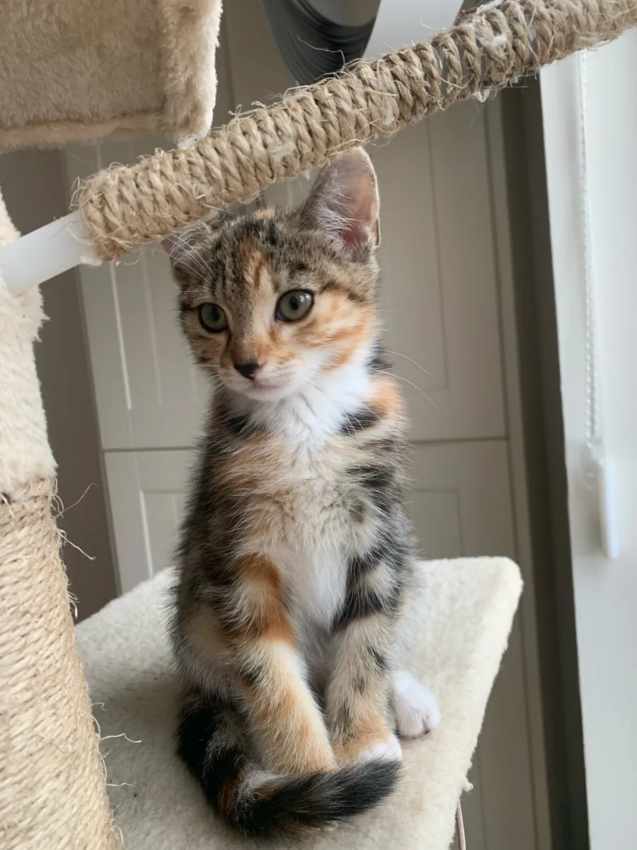 Kittens - Image 4