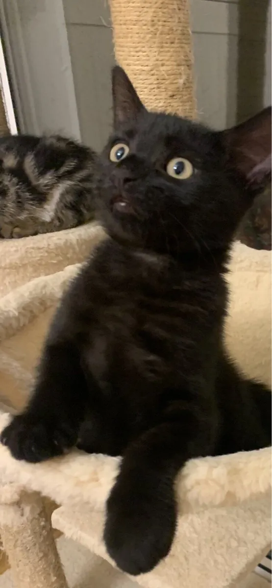 Kittens - Image 2