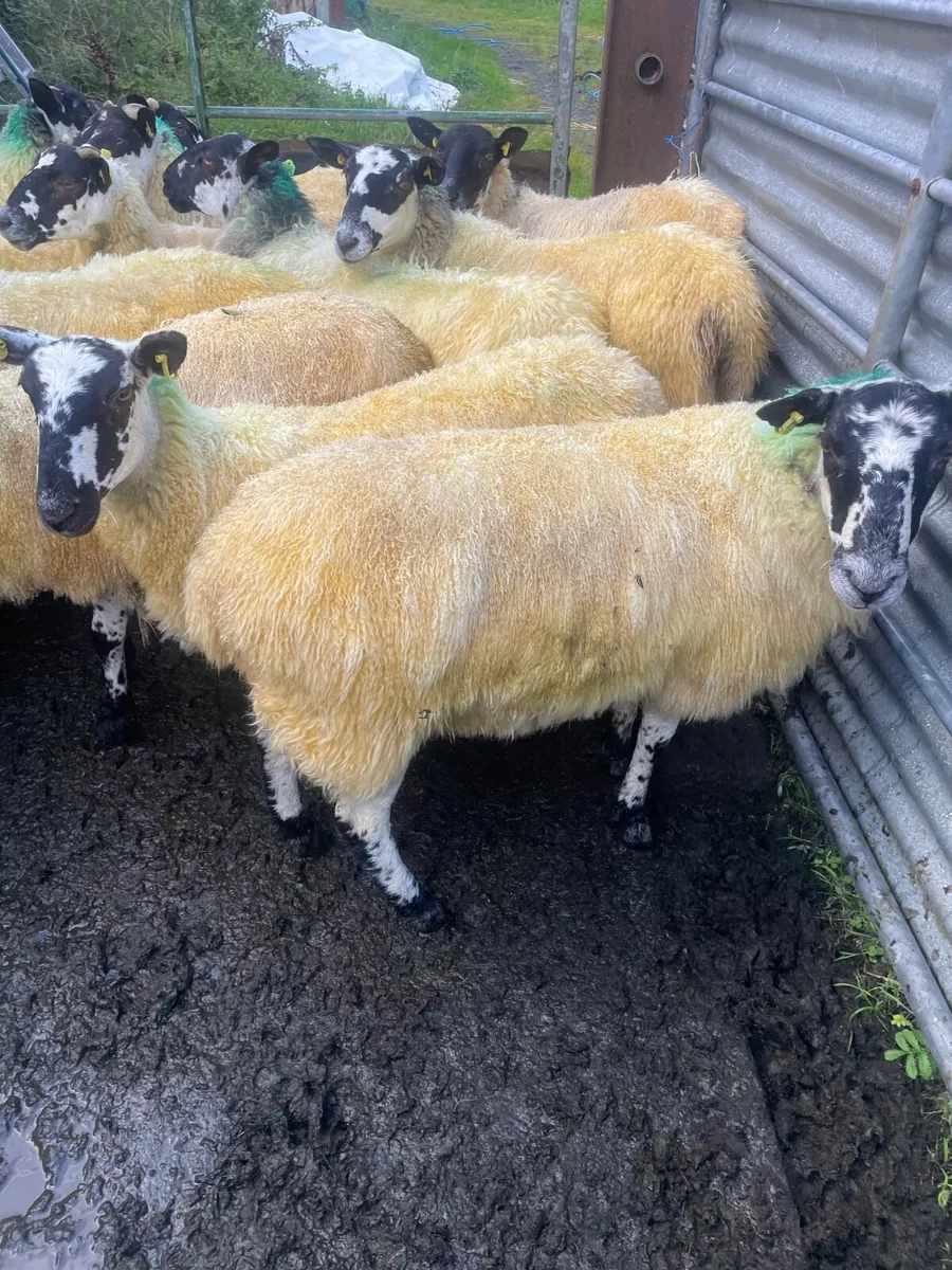 Sheep - Image 2