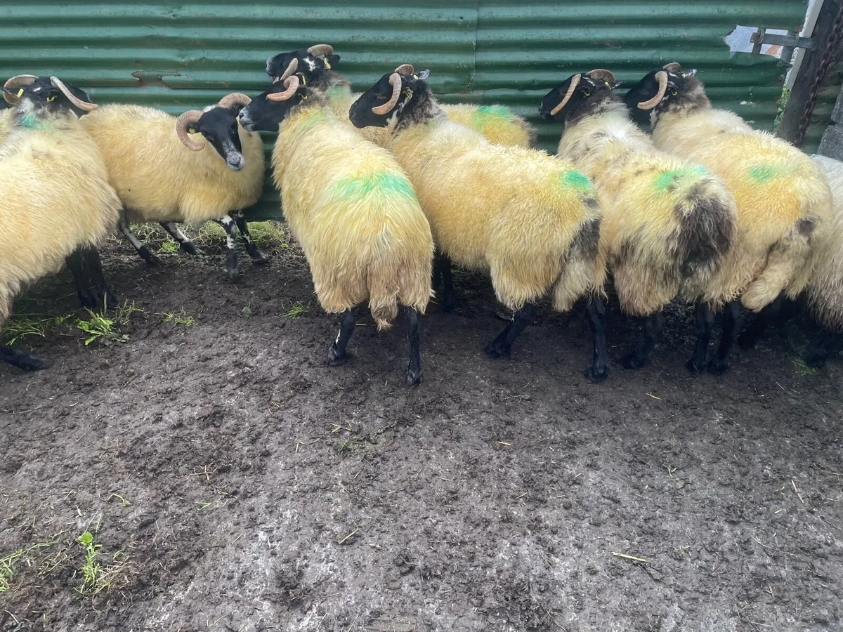 Sheep - Image 3