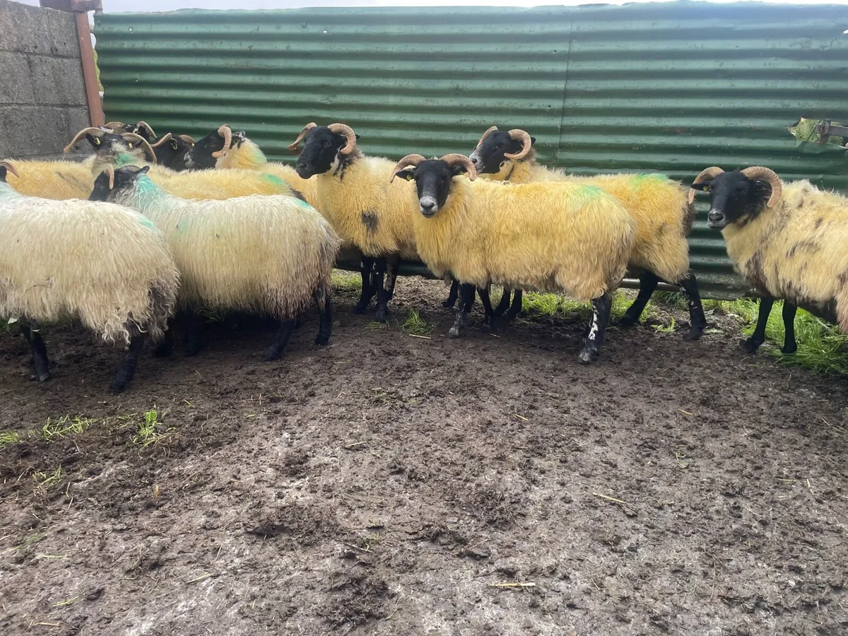 Sheep - Image 4