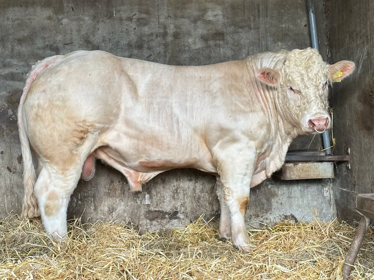 Pedigree Charolais bull - Image 1