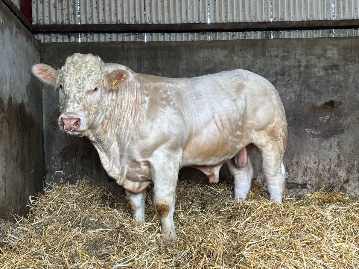 Pedigree Charolais bull - Image 2