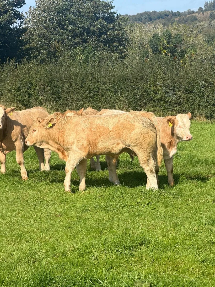 Weanling calves - Image 1