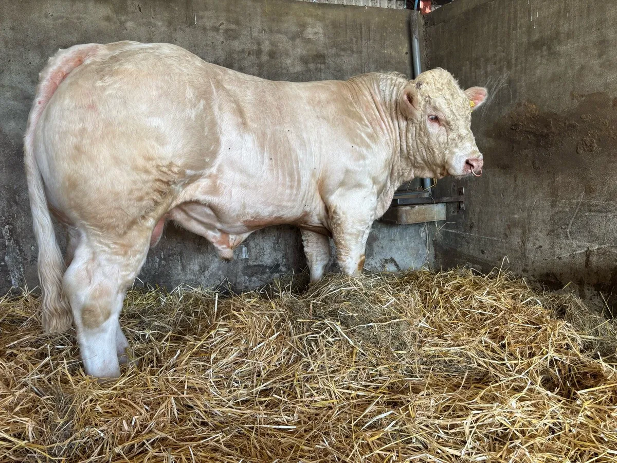 Pedigree Charolais bull - Image 3