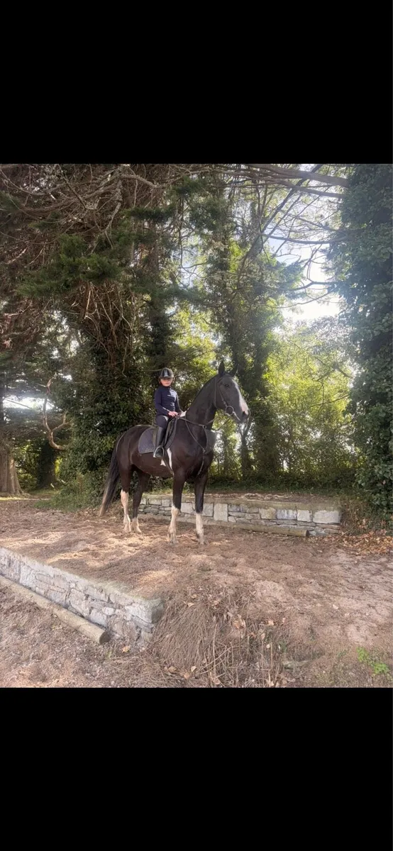 Horse - Image 1