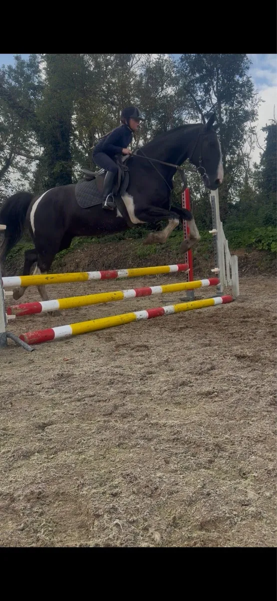 Horse - Image 3