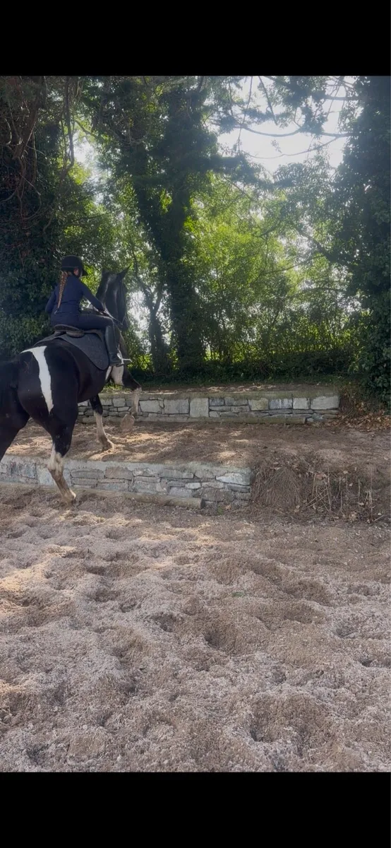 Horse - Image 4