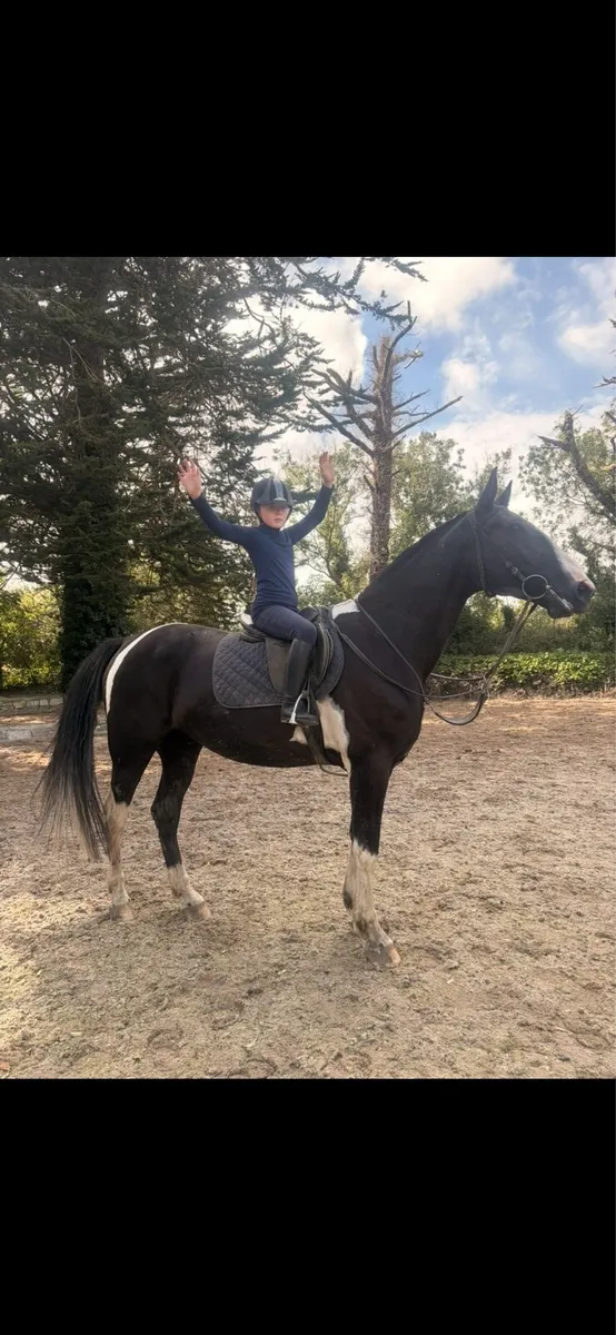 Horse - Image 2