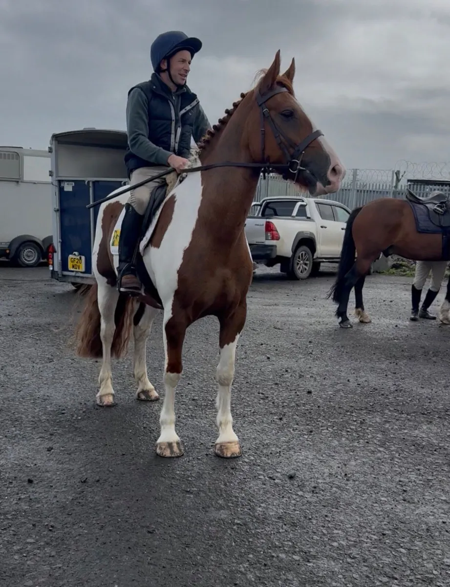 4yo 15.3hh gelding broken & riding - Image 3