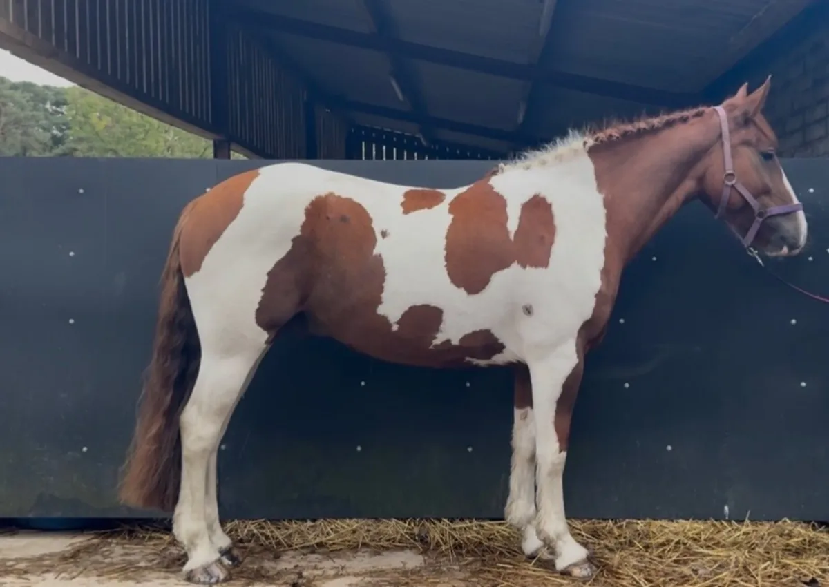 4yo 15.3hh gelding broken & riding - Image 1