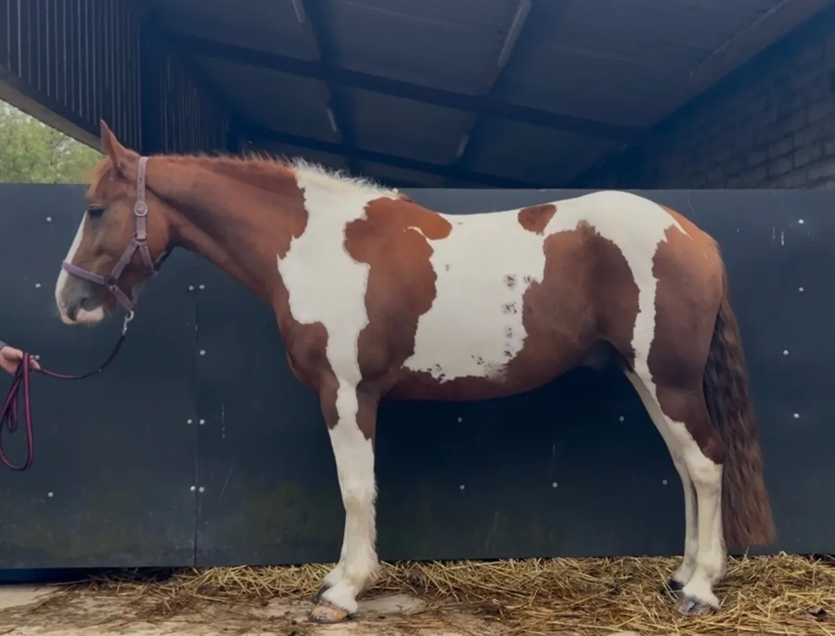 4yo 15.3hh gelding broken & riding - Image 4