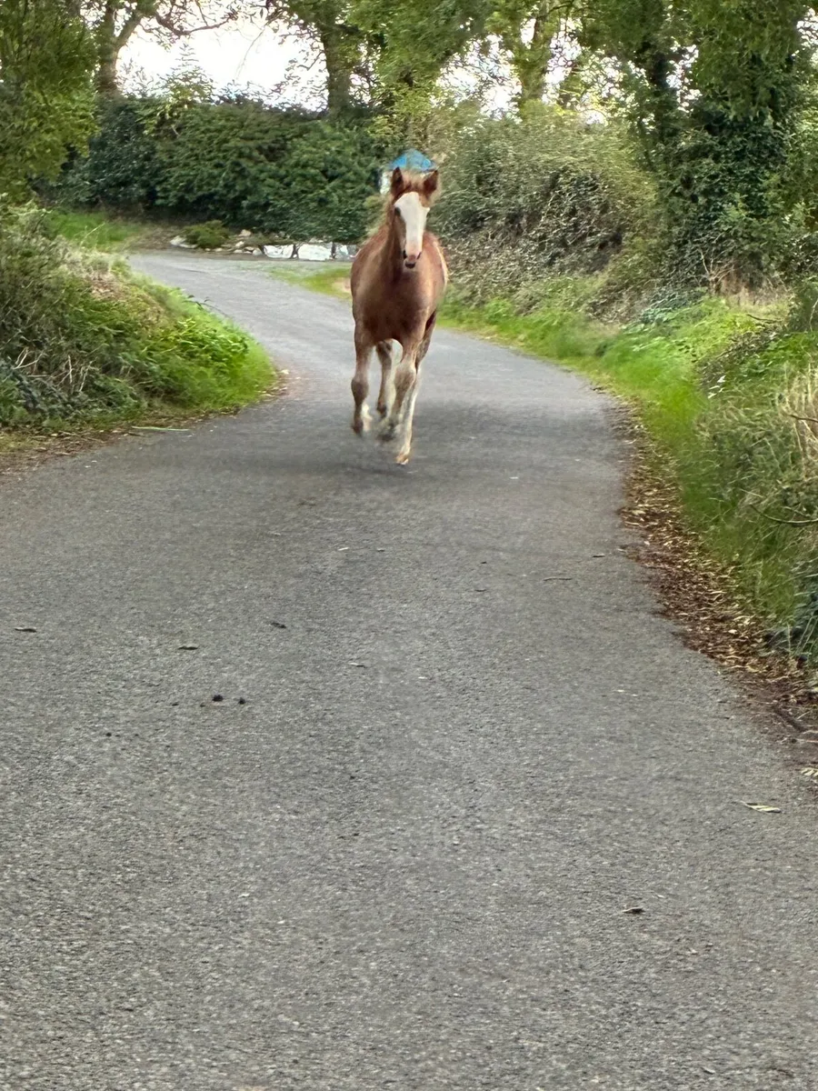 Heavy Cob Foal to Make 15h3 - Image 4