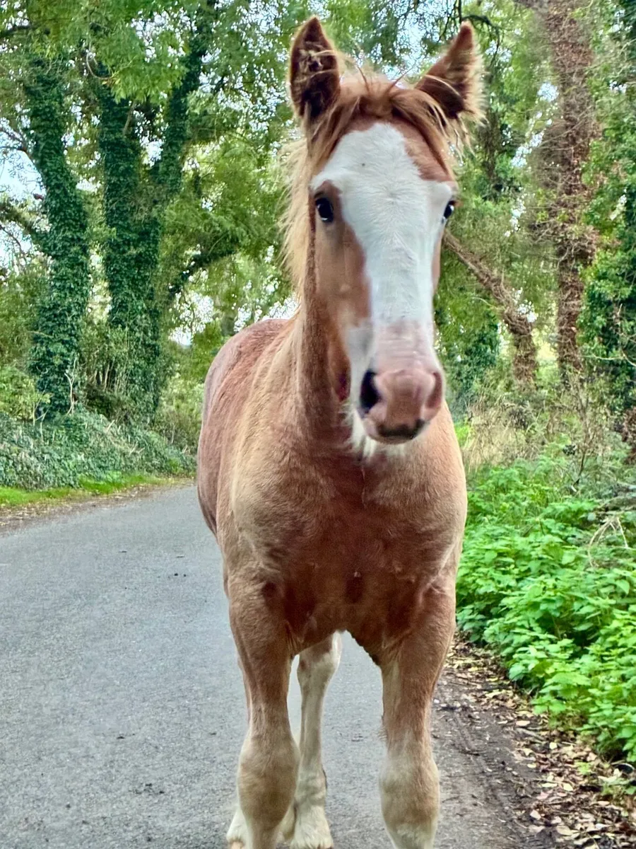 Heavy Cob Foal to Make 15h3 - Image 3