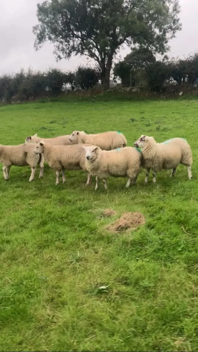 Ewe lambs - Image 2