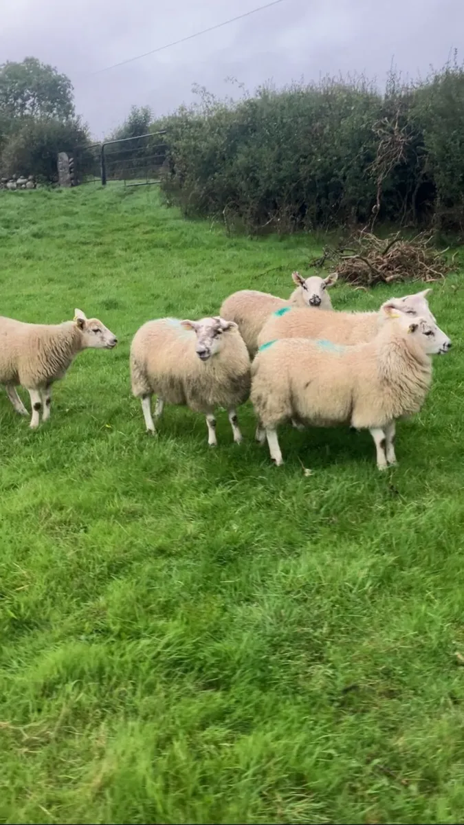 Ewe lambs - Image 1