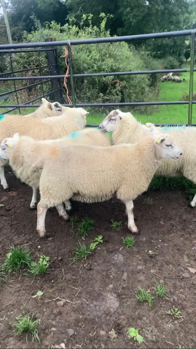 Ewe lambs - Image 4