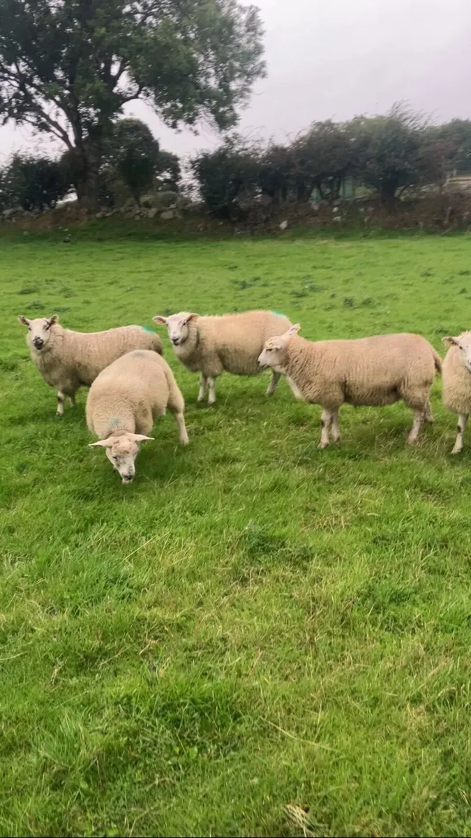 Ewe lambs - Image 3