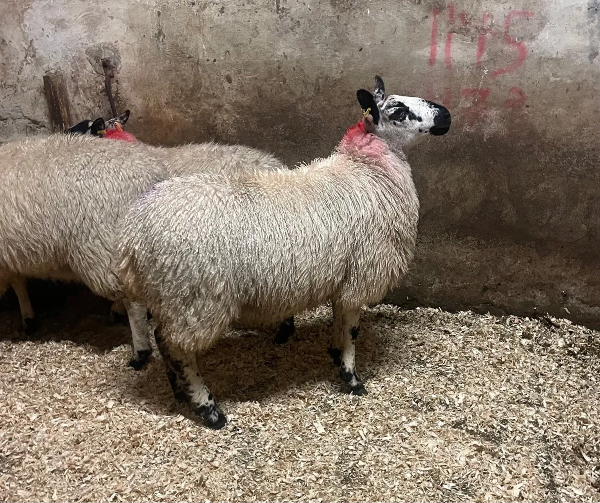 ⭐️EWE LAMBS ⭐️ - Image 2