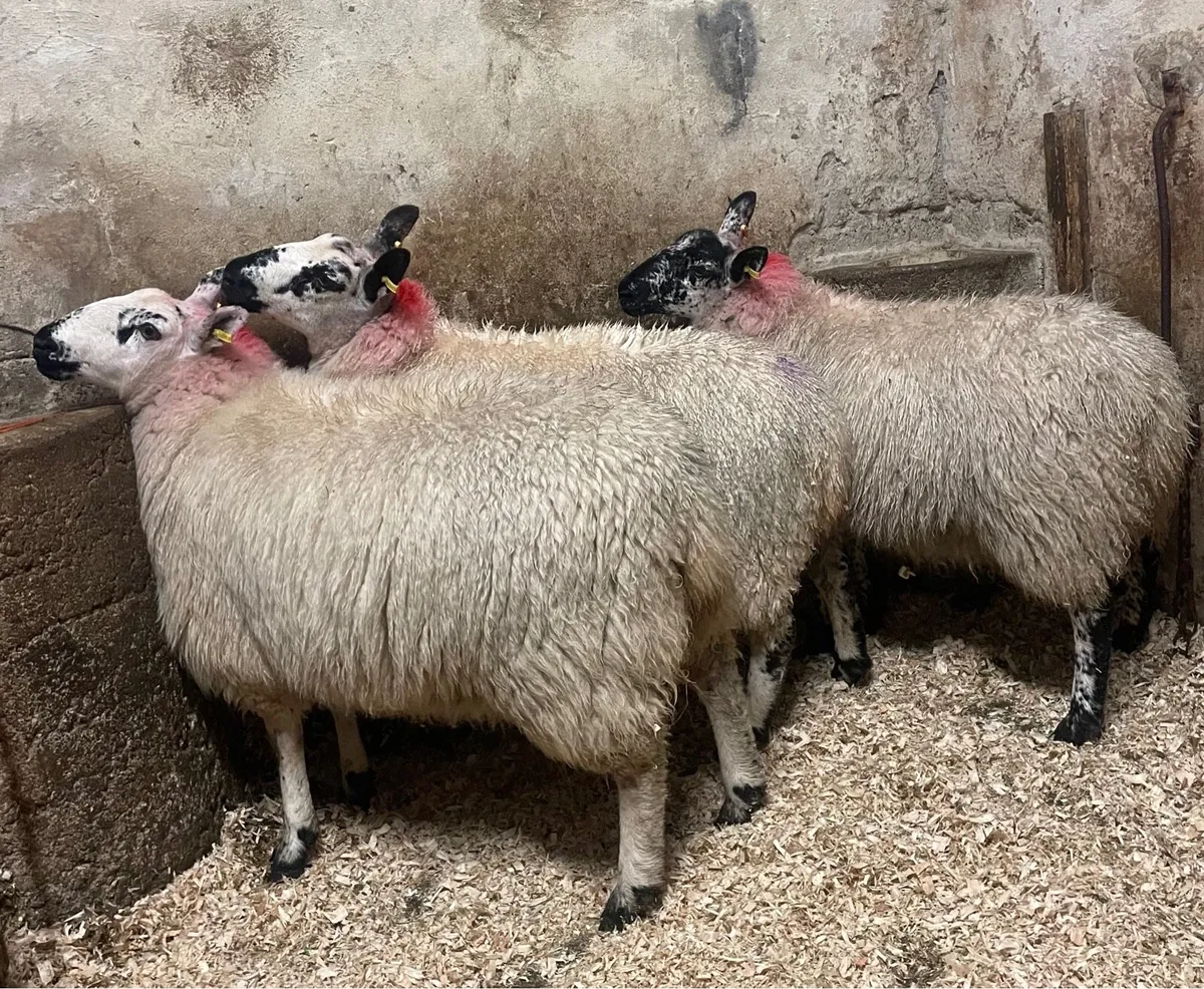 ⭐️EWE LAMBS ⭐️ - Image 3