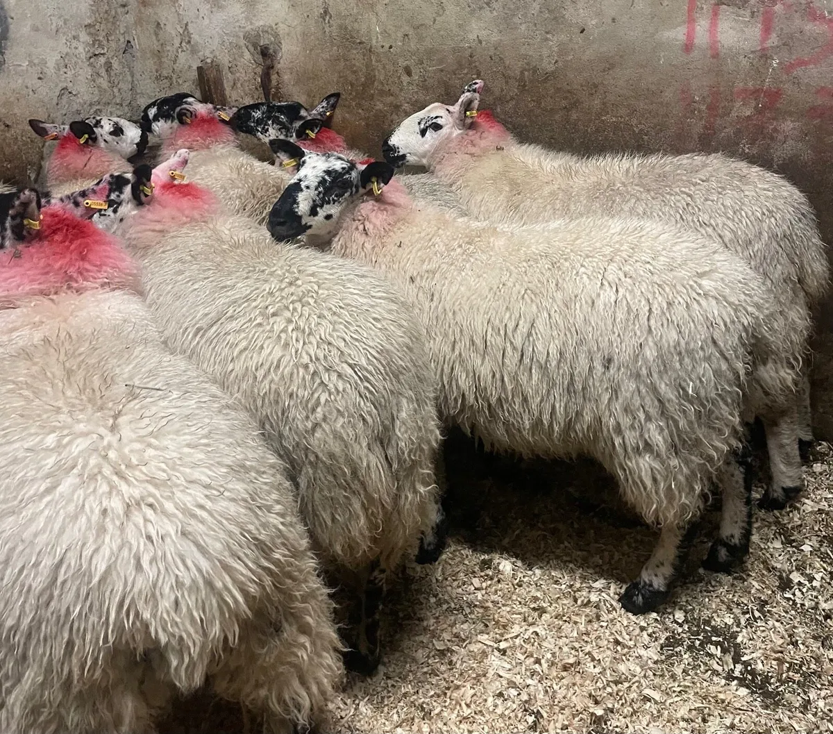 ⭐️EWE LAMBS ⭐️ - Image 4