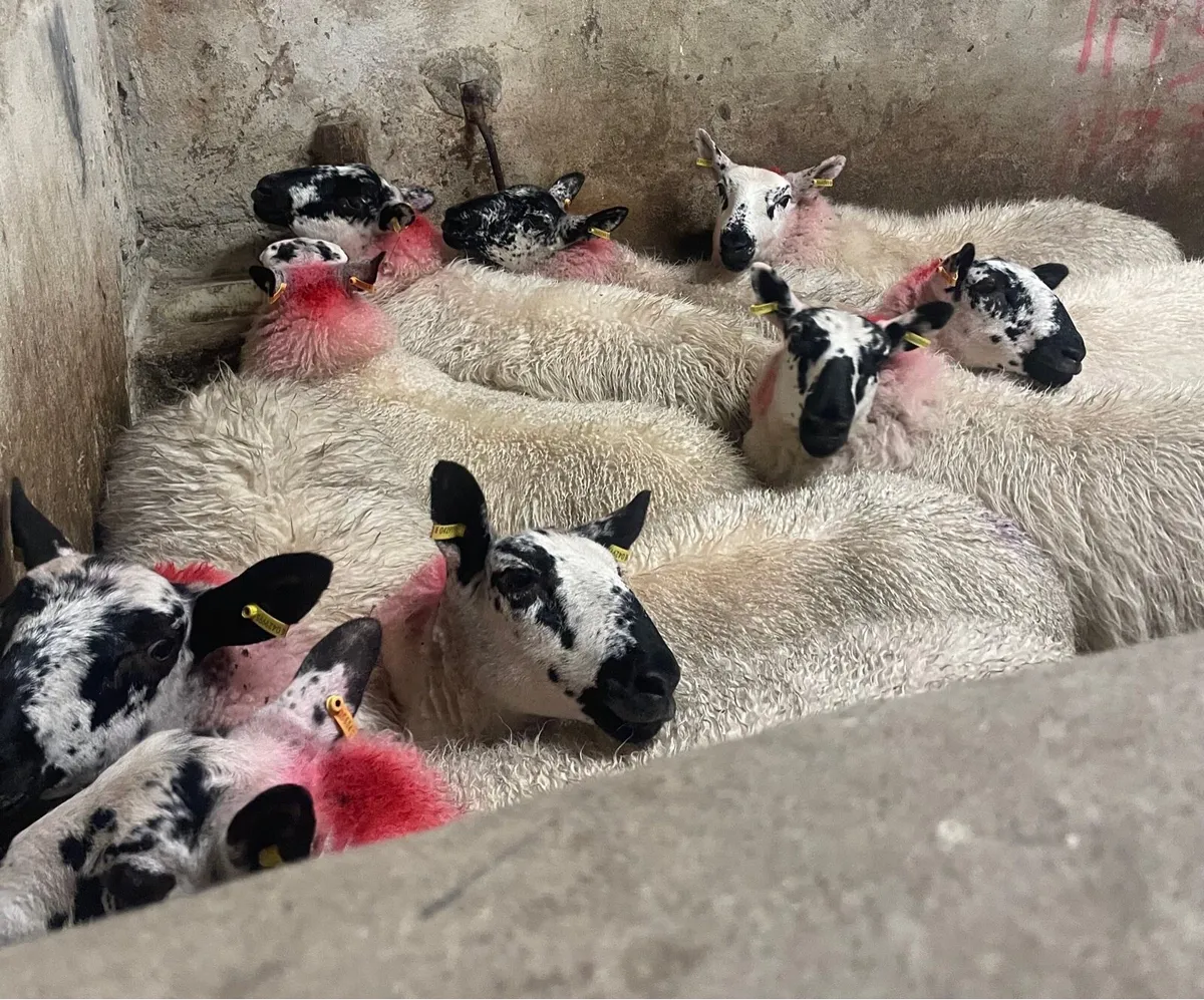 ⭐️EWE LAMBS ⭐️ - Image 1