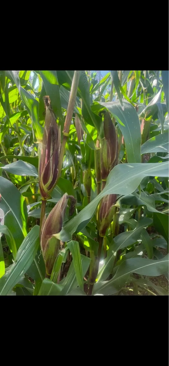Maize for sale - Image 1