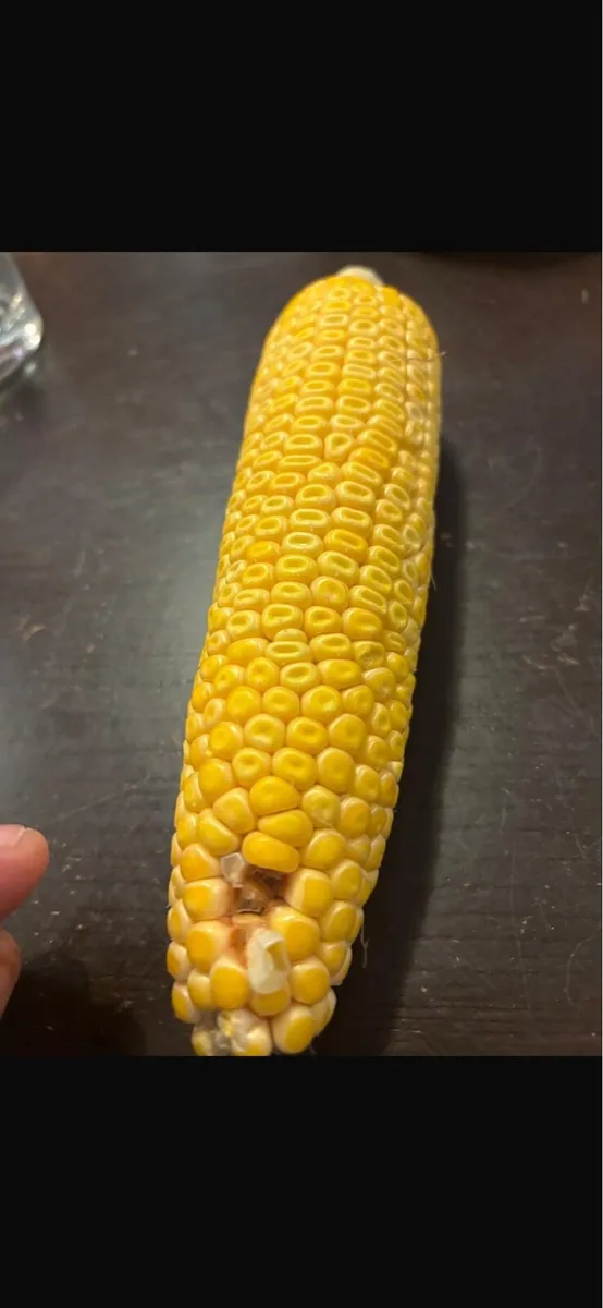Maize for sale - Image 2