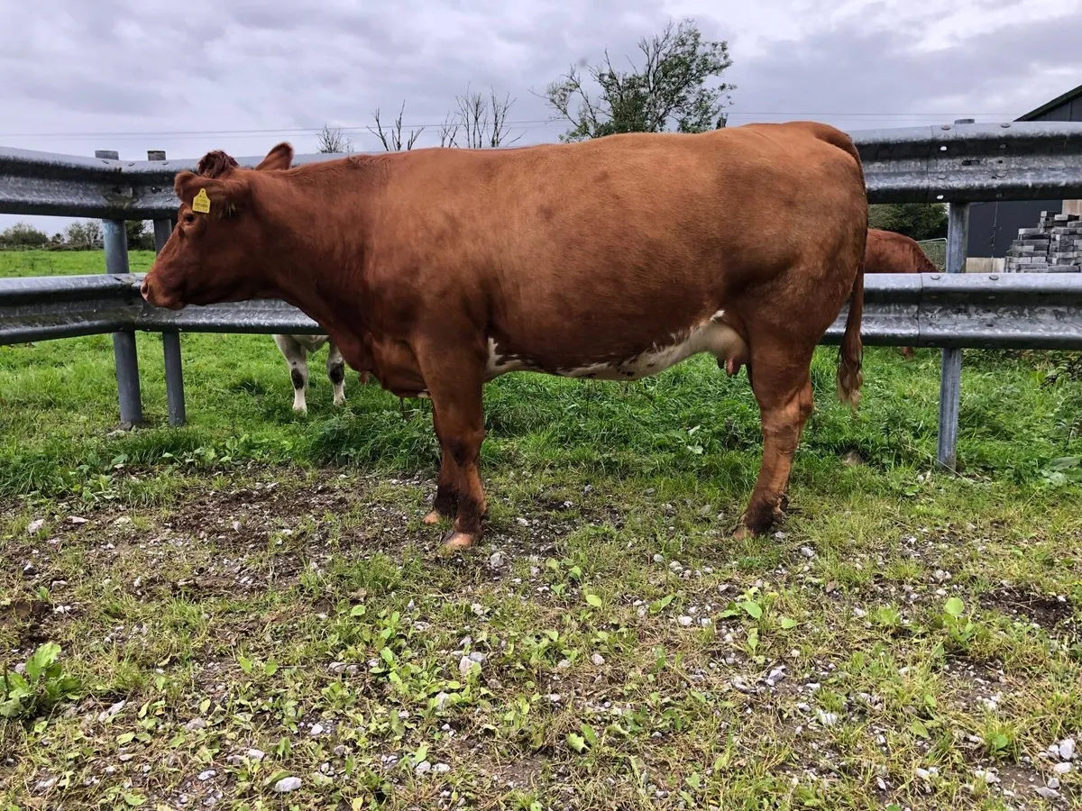 In calf heifers - Image 2