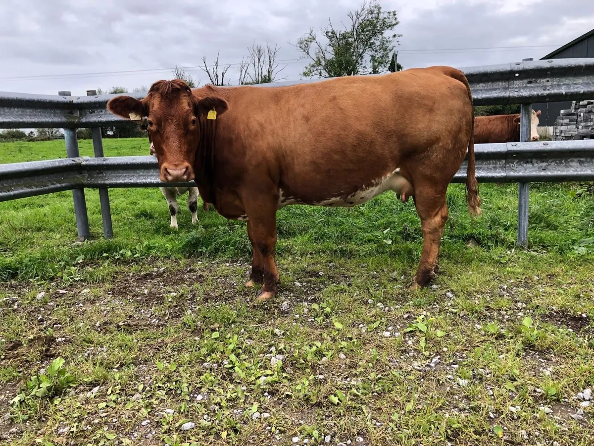 In calf heifers - Image 3