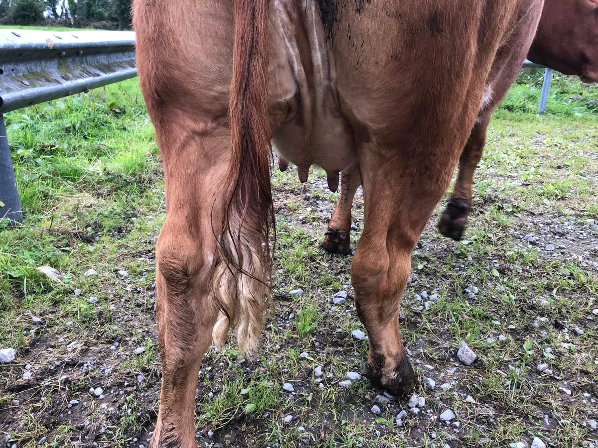 In calf heifers - Image 4