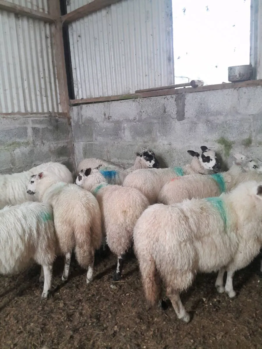 Mule ewe lambs - Image 2