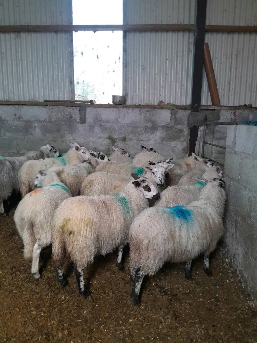 Mule ewe lambs - Image 3