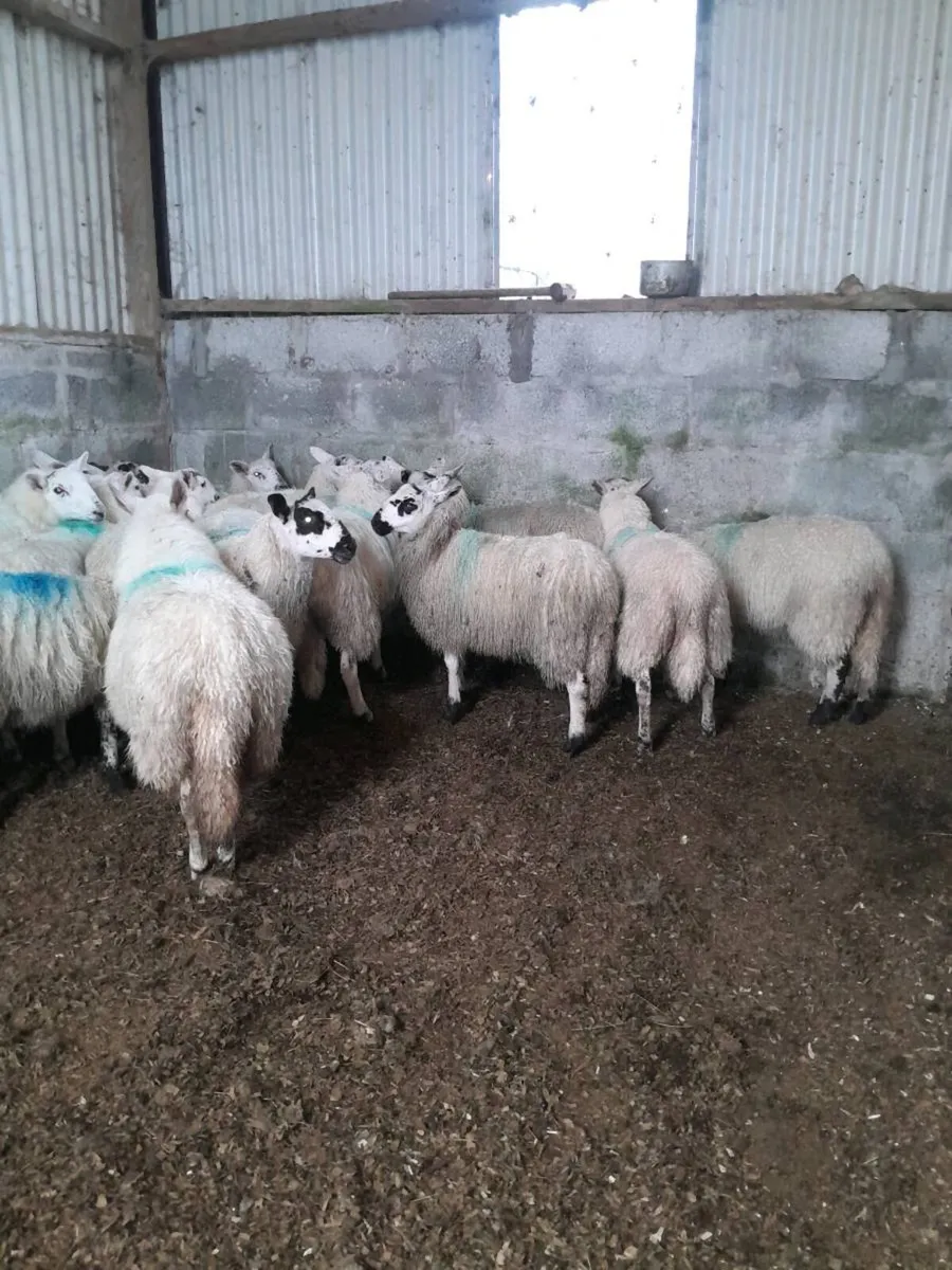Mule ewe lambs - Image 4
