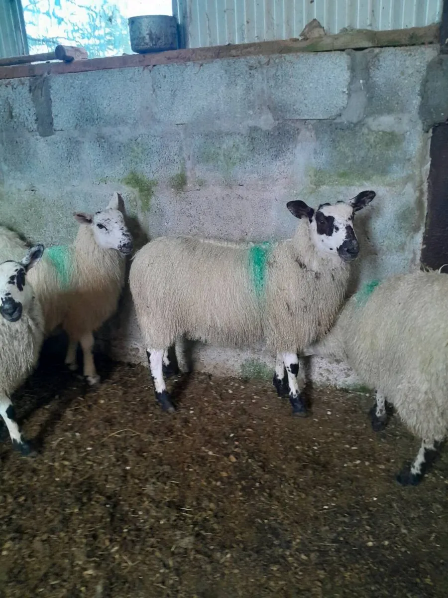 Mule ewe lambs - Image 1
