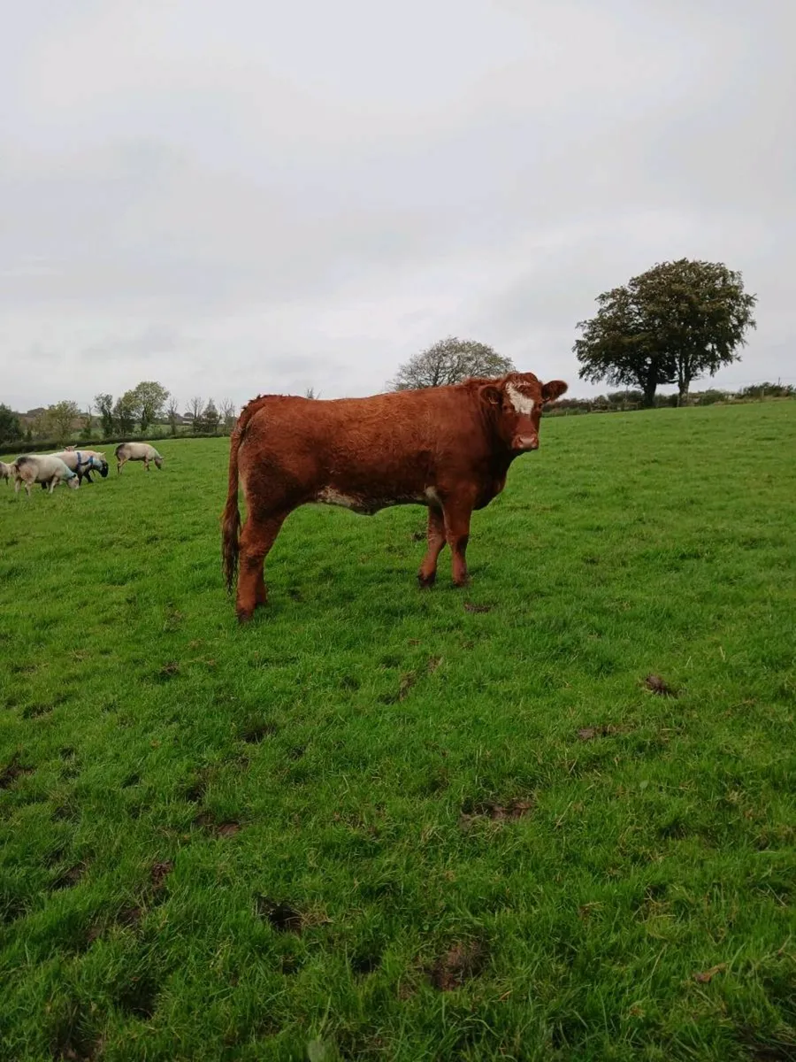 Bulling heifers - Image 3