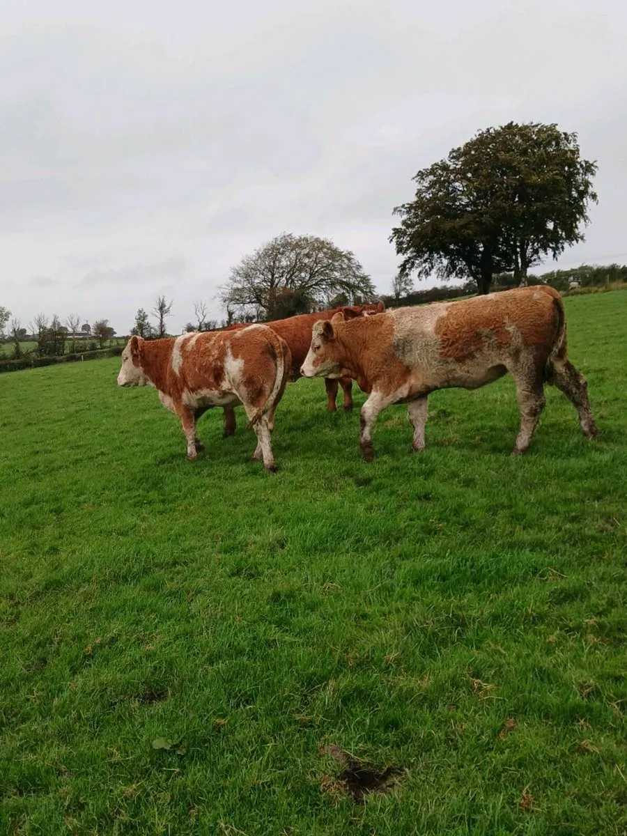 Bulling heifers - Image 4