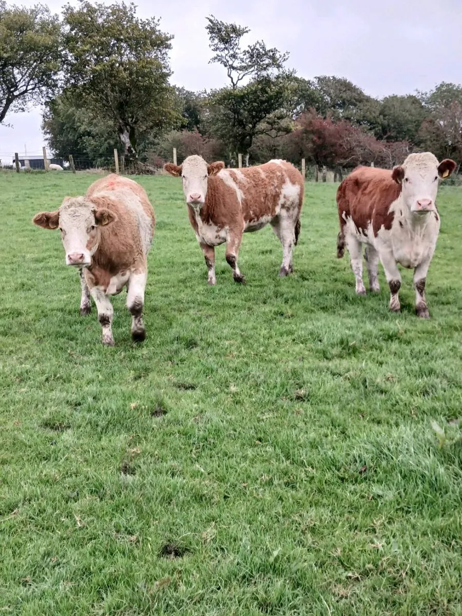 Bulling heifers - Image 1