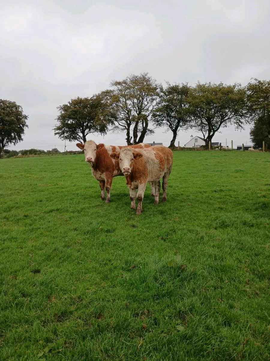 Bulling heifers - Image 2
