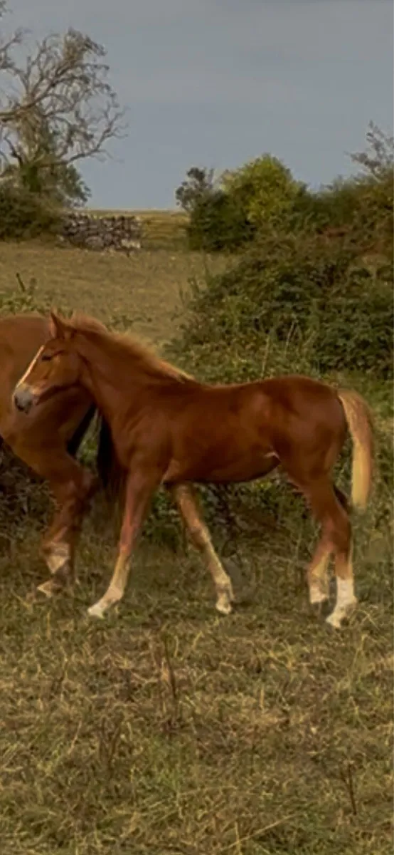 Irish Draught Filly Foal - Image 1