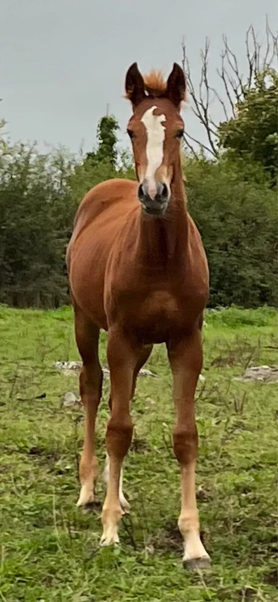Irish Draught Filly Foal - Image 2